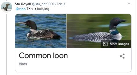 Birds - Ornithologists - Common Loon.JPG